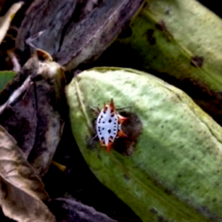 La Máscara (Single)